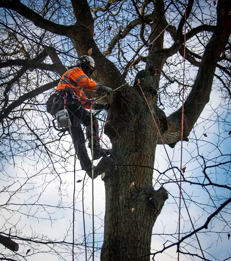 golf course tree surgeon jpg